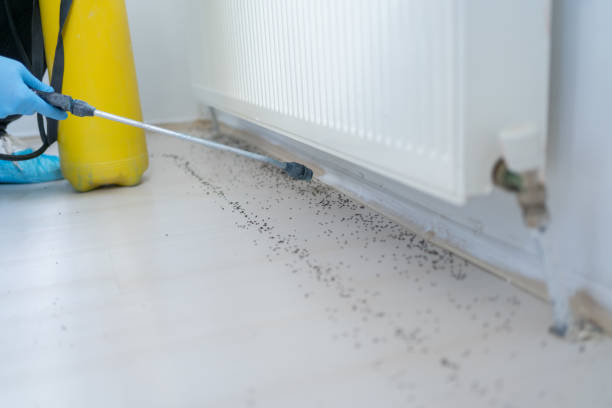 Best Wasp Removal Services  in Manhasset Hills, NY